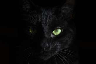 Imagem ilustrativa de um gato preto. O 'Guinness' não possui imagens de Blackie