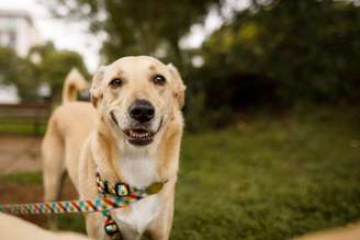 Assim como humanos, cachorros também podem virar vítimas da dengue