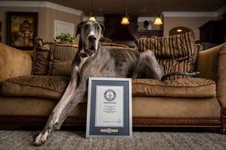 Zeus era considerado o cão macho mais alto do mundo pelo Guinness World Records