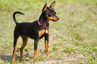 O pinscher miniatura é um tipo de cachorro bastante apegado ao tutor