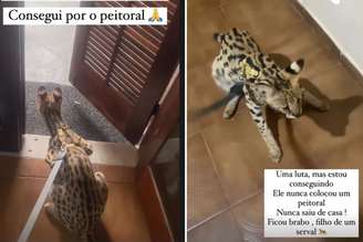 O gato Malandrex, de MC Oruam, deu trabalho para usar coleira