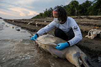 Pesquisadores fazem medição e coleta de tecidos de botos mortos em lago no município de Tefé, no Amazonas. Para o ICMBio, há indícios de que a seca prolongada e a temperatura elevada na região possa ter causado as mortes dos animais