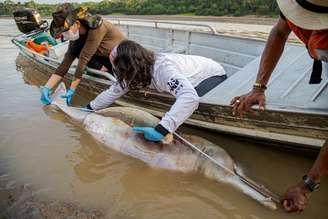 Resgate de botos em lago do Amazonas