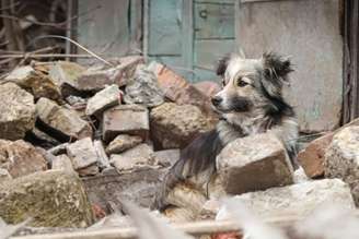 Cães são resgatados por ONG que busca reunir pets aos tutores