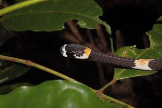 Pesquisadores do Inpa registraram o 'grito' da serpente conhecida como papa-lesma