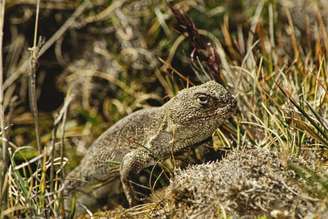Jararanko. (Fonte: Reprodução: Eduardo Franco Berton)