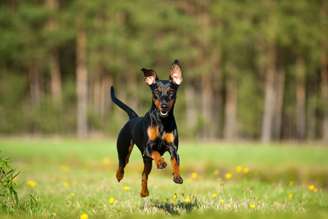 O pinscher é um animal que aprende muito com a exploração de novos ambientes 