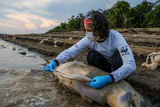 Especialistas e voluntários atuam no resgate de botos na Amazônia