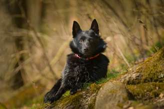 Os schipperkes são cães extremamente inteligentes