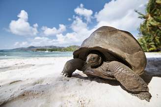 Tartaruga-Gigante caminhando em uma ilha próxima ao mar em um dia ensolarado.   