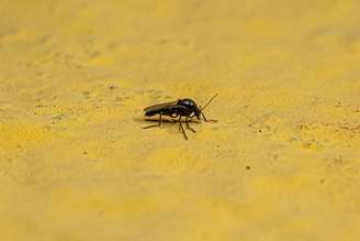 A febre oropouche é transmitida pela picada de um mosquito, o Culicoides paraense, também conhecido como maruim.