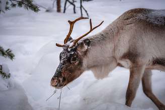 Alce na neve