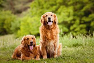 Algumas raças de cachorros podem latir menos que outras