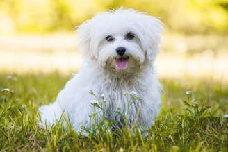 Os cachorros de pequeno porte são adoráveis