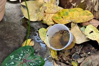 Água parada é foco de dengue 