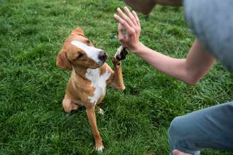 Animais de estimação precisam de estímulos para evitar sofrimento físico e mental