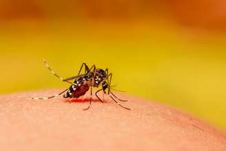 Aedes aegypti, o mosquito transmissor da dengue