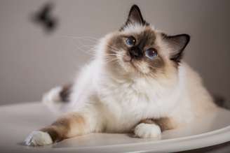 O gato birmanês é originário do sudeste asiático