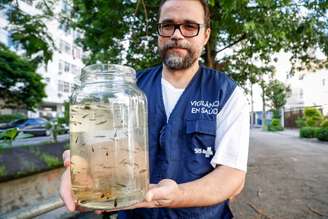 Colocados em locais com água acumulada, criadouros do mosquito da dengue, o peixe barrigudinho come as larvas entes que virem mosquitos