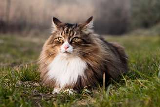 O gato da raça norueguês da floresta é famoso pela pelagem exuberante