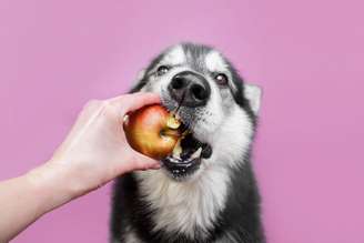 Algumas frutas podem ser benéficas para a saúde dos cachorros