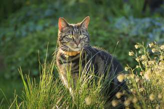 Gatos podem sentir qualquer energia do mundo astral