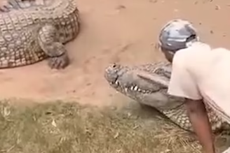 Crocodilo ataca tratador durante apresentação em zoológico na África do Sul