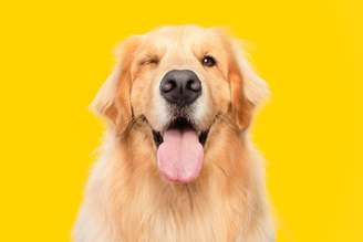 Curiosidades sobre a raça golden retriever revelam traços da história e características dos cães