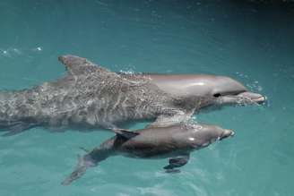 Veja curiosidades sobre o nascimento dos golfinhos