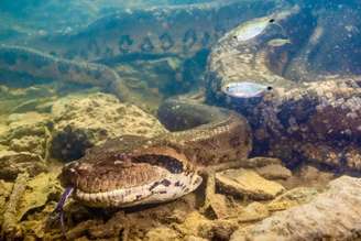 Serpente de quase 7 metros foi encontrada no rio Formoso e já foi objeto de estudos e documentários
