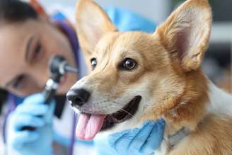 Otite canina causa inflamação no ouvido dos cães, afetando o bem-estar do animal