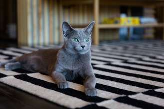 O gato azul russo é considerado um dos mais elegantes do mundo