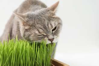 Gato comendo grama dentro de casa.