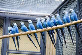 Zoológico de São Paulo inaugura Centro de Conservação para a ararinha-azul
