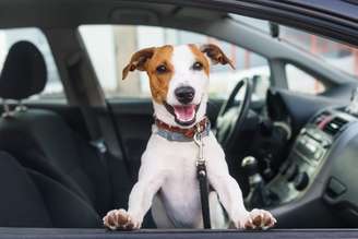 Adotar alguns cuidados ao andar de carro com animais ajuda a evitar acidentes