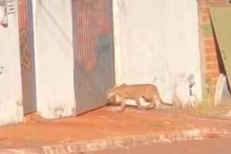 Onça assusta moradores ao ser flagrada 'passeando' por ruas em Goiás