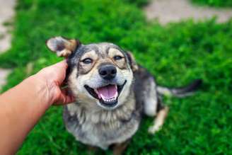 Ter cuidados preventivos mantém os pets saudáveis por mais tempo