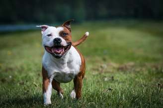 O comportamento dos cachorros é influenciado pelo ambiente de criação