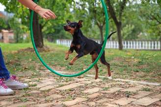 Cachorro sendo adestrado