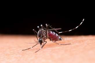 Dengue pode favorecer a ocorrência de doenças neurológicas |