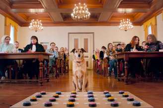 Kodi, do longa franco-suíço 'Dog on Trial', levou o Palm Dog do Festival de Cannes 2024