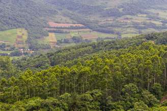 Plantação de eucalipto em Arroio do Meio, no Rio Grande do Sul