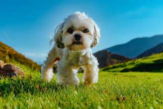 Algumas raças de cachorro tendem a ser mais teimosas