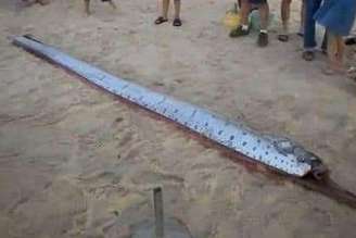Peixe-remo foi encontrado em praia do Vietnã. Crença local diz que aparição de animal significa a previsão de um desastre natural