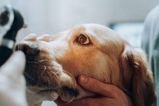 Cães e gatos também estão sujeitos às doenças oculares