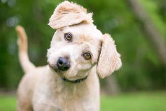 Cachorros têm o hábito de inclinar a cabeça para o lado, algo considerado fofo para muitos tutores