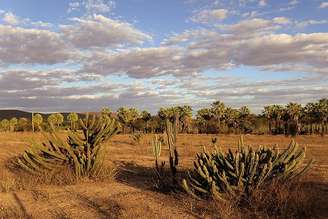 Caatinga, bioma brasileiro.