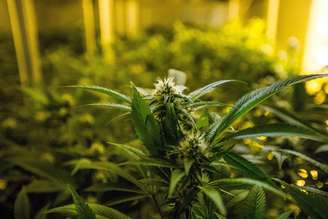 A partir da publicação do julgamento do STF, o porte de 40 gramas ou 6 plantas de cannabis fêmea não é mais crime no Brasil. O uso da planta, entretanto, continua sendo proibido.