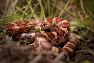 As cobras são fascinantes e podem ser uma opção de animal de estimação