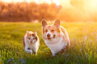 Os cães e os gatos também podem adquirir doenças que colocam sua saúde em risco